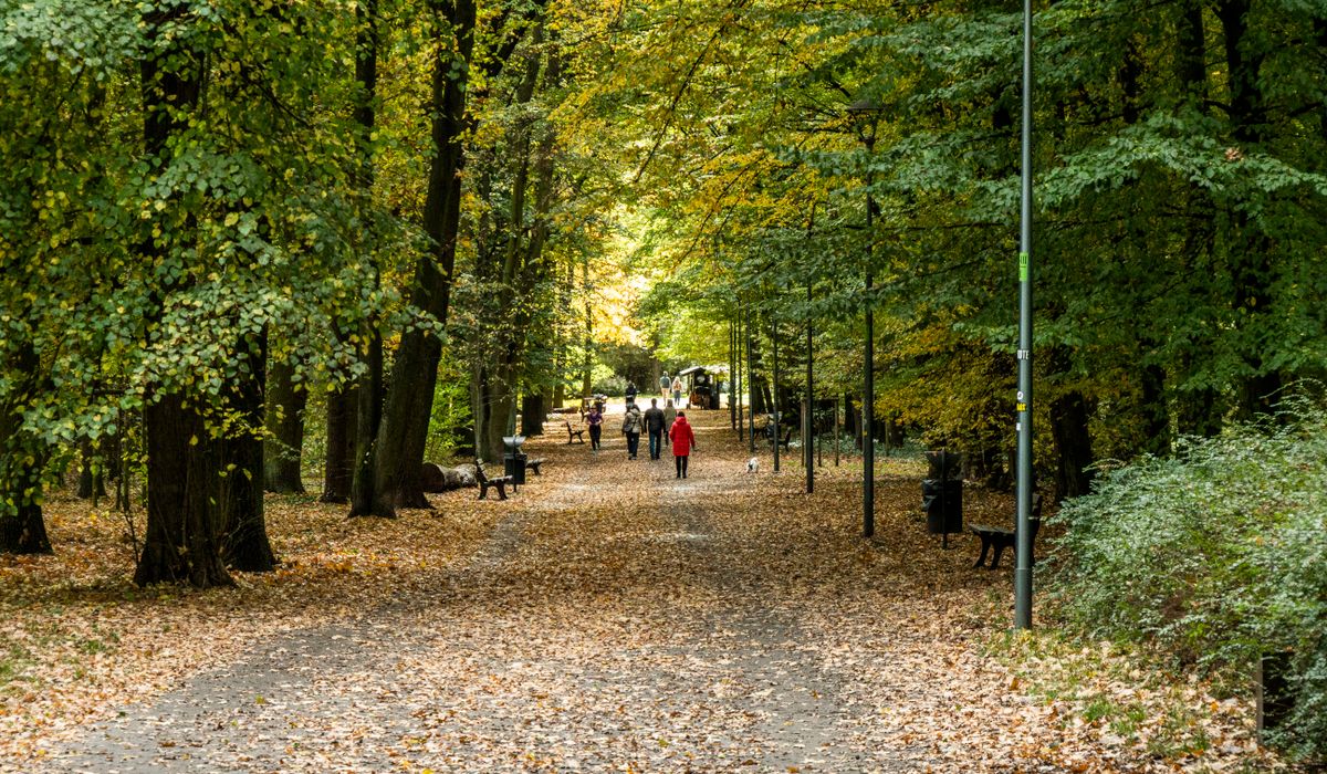 How to Choose Walking Shoes for Local Paths